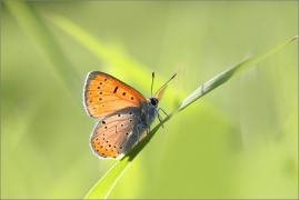 <p>OHNIVÁČEK ČERNOČÁRNÝ (Lycaena dispar) Šluknovsko - Jiříkov ---- /Large copper - Großer Feuerfalter/</p>